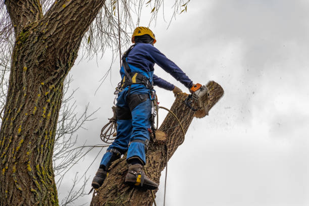 Best Emergency Tree Removal  in Warroad, MN