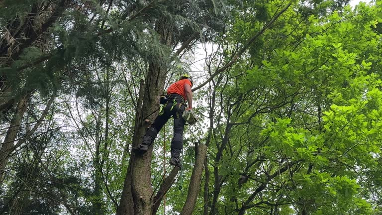 Best Palm Tree Trimming  in Warroad, MN