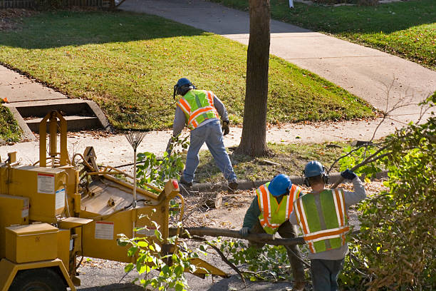 How Our Tree Care Process Works  in  Warroad, MN