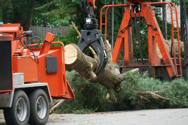 Best Weed Control  in Warroad, MN