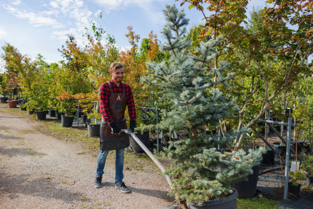 Best Leaf Removal  in Warroad, MN