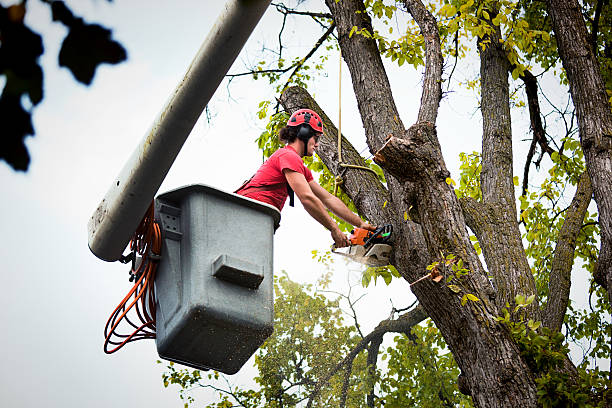 Trusted Warroad, MN Tree Removal Experts